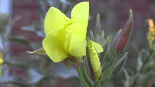 Evening Primrose Opening [upl. by Minica]