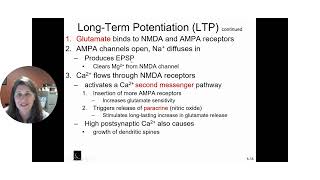 Long term Potentiation [upl. by Ennybor]