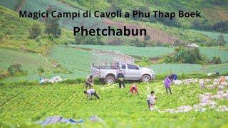 Magici Campi di Cavoli a Phu Thap Boe [upl. by Aekan]