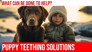 Help Your Labrador Retriever Puppy Through Teething [upl. by Ardnoid]