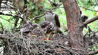 참매  Accipiter gentilis [upl. by Leodora649]