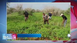 Gestão agrícola sustentável em Santo Antão  Fala Cabo Verde [upl. by Navaj]