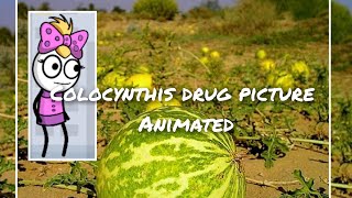 colocynthis drug picture animated [upl. by Htrahddis]