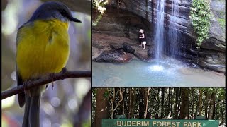 Buderim Forest Park QLD [upl. by Tillo]