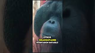 Orangutanes Hábitos Curiosidades y Su Impacto en el Ecosistema [upl. by Ayocat]