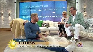 Fredrik Steen quotDet skiter sig iblandquot  Nyhetsmorgon TV4 [upl. by Martens]