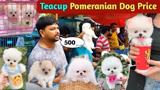 Teacup Pomeranian dog price in India  Pomeranian puppies price  cute puppy price  cute Pomeranian [upl. by Earla]