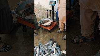 Fish market Punjab Pakistan cheap market fishing reels shortsviral viralvideo travel vlog [upl. by Ozzie]