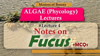 Lecture 4  Fucus Life Cycle Phaeophyceae  Algae Phycology Lecture  Notes [upl. by Jennica]