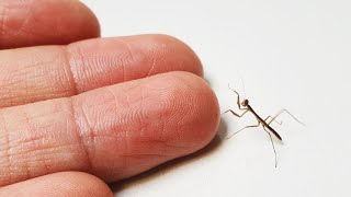 아기 사마귀와 친구가 되는 과정 The process of making friends with baby mantis [upl. by Linnie493]