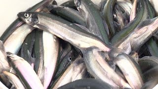 Newfoundlands Middle Cove capelin have arrived [upl. by Fitzsimmons]