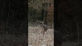 WHITETAILS on the MOVE foryou bowhunting hunting trending behindtheblind deerseason [upl. by Valoniah]