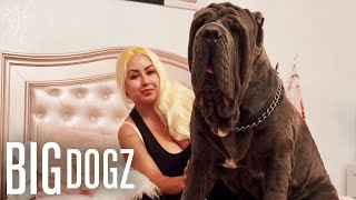 Ambush The 180lbs Neapolitan Mastiff  BIG DOGZ [upl. by Aynna]