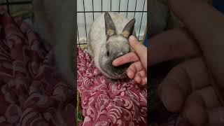 Xavy available for adoption KellysRabbitWarrenRescueInc Bendigo Victoria [upl. by Wong697]