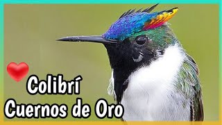 COLIBRÍ CUERNOS de ORO 😱❤️ Hermoso y Colorida Ave [upl. by Akins]