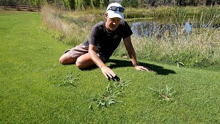 Grassy Weed Removal in My Lawn  Paspalum Couch and Crabgrass [upl. by Nwahsuq252]