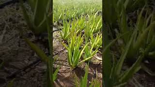 KOTINOCHI ALOE VERA FARM IN VIETNAM [upl. by Boehmer911]