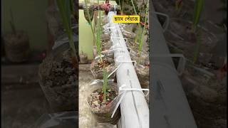 🫣এতো বুদ্ধি কোথায় রাখিস রে 🧅 Grow Green Onions in wasted ❎Plastic Bottles garden [upl. by Nnailuj]