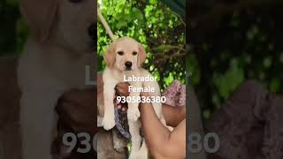 labrador 9305836380 doglover goldendog trendingshorts varanasi [upl. by Sinclair455]