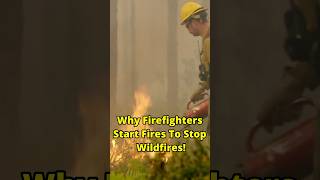 You can only stop fire with fire facts didyouknow wildfire dailyfacts factshorts factvideo [upl. by Mcgannon]