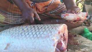 Amazing Big Grascuv Fish Cutting Skills In Fish Market  Fish Cutting Skills [upl. by Imre]