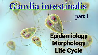 Giardia intestinalis Habitat Epidemiology Morphology Life Cycle  Giardia lamblia [upl. by Christensen467]