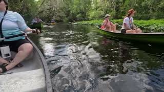 SERV Eco Paddle on the Wekiva Wild and Scenic River System [upl. by Tik]