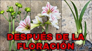 Que Hacer DESPUES De La FLORACIÓN De AMARILIS Lirios AZUCENAS Hippeastrum amarillys [upl. by Dorry407]