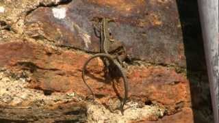 LEZARD des MuraillesAccouplement VerticalPodarcis muralis  BRUITX [upl. by Aleyam792]