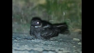 Whitethroated Nightjar  Bunyip State Park VIC Janurary 2023 [upl. by Yasu]