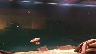 Pike cichlid feeding [upl. by Arlina658]