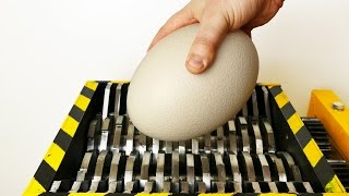 SHREDDING OSTRICH EGG  EXPERIMENT AT HOME [upl. by Robillard592]