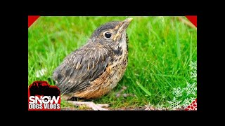 BABY ROBIN vs Husky Puppy    Uh Oh [upl. by Damiani]