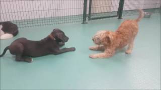 Dogs playing in daycare [upl. by Saltsman974]