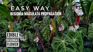 Begonia Maculata Begonia propagation tips [upl. by Erreipnaej]