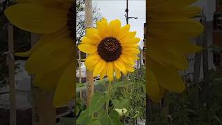 GIRASOL MAMUT girasoles huertoenmacetas huerto huertoencasa huertas flores argentina [upl. by Nyletac]