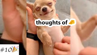 Funny Videos with ❤️Chihuahua🐶  Cute Dogs Compilation  10 minutes of laugh [upl. by Arah581]