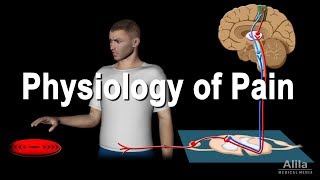 Physiology of Pain Animation [upl. by Sykleb]