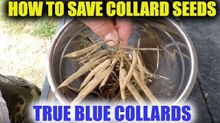 How To Save Collard Seeds  True Blue Collards [upl. by Johnsten]