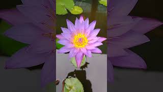 lotus lily waterlily [upl. by Monetta]