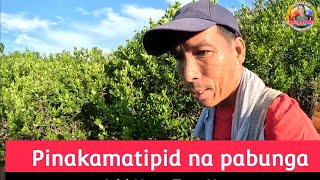 PINAKAMATIPID MENOS NA PARAAN NG PAGPAPABUNGA SA CALAMANSI [upl. by Ayle948]