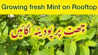 Mint on Rooftop  Grow fresh Mint پودینہ at home  Tips for care and growth of Mint Plant [upl. by Adran]