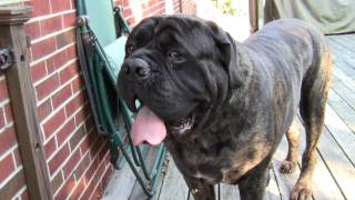 Sarge The English Mastiff [upl. by Delbert881]