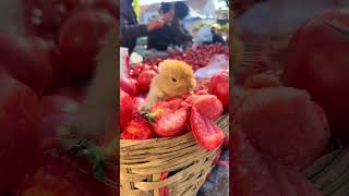 Little rabbit was caught eating tomatoes Cute pet debut plan Rabbit Rural cute pet [upl. by Einnod]