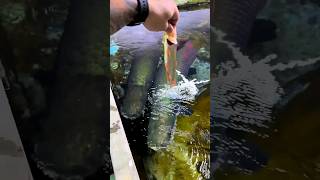 Big arapaima fish ❤️🤯 arapaimagigas monsterfish shortsfeed [upl. by Harewood198]