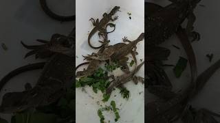 Baby soa layar celebensis soalayar reptiles hewan [upl. by Rattan]