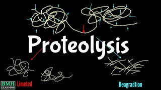 Proteolysis  Proteolytic Degradation  Zymogen Activation  Proteolytic Cleavage [upl. by Akiraa]