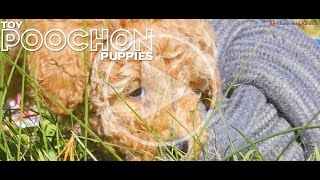 Adorable TOY POOCHONS CHEVROMISTKENNELS [upl. by Anastasia]