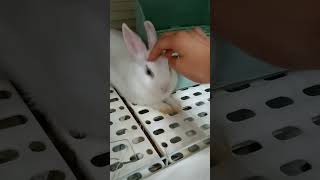 37 🐇 兔子咬籠子 Rabbit Biting the Cage Bars [upl. by Jea]