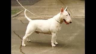 Bull Terrier Breeds [upl. by Sitoiganap693]